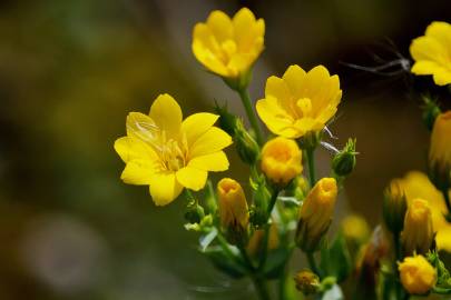 Fotografia da espécie Blackstonia perfoliata subesp. intermedia