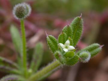 Fotografia da espécie Galium aparine subesp. aparine