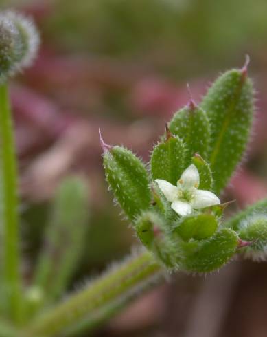 Fotografia de capa Galium aparine subesp. aparine - do Jardim Botânico