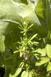 Fotografia da espécie Galium aparine subesp. aparine