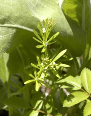 Fotografia 5 da espécie Galium aparine subesp. aparine no Jardim Botânico UTAD