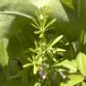 Fotografia 5 da espécie Galium aparine subesp. aparine do Jardim Botânico UTAD