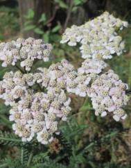 Achillea millefolium subesp. millefolium