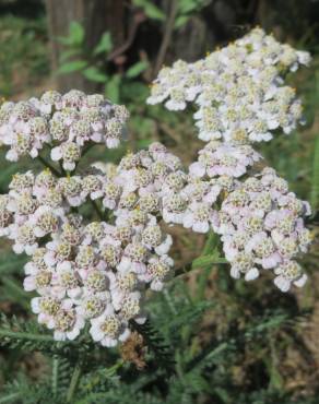 Fotografia 1 da espécie Achillea millefolium subesp. millefolium no Jardim Botânico UTAD