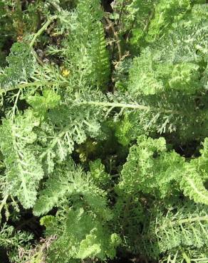 Fotografia 9 da espécie Achillea millefolium subesp. millefolium no Jardim Botânico UTAD