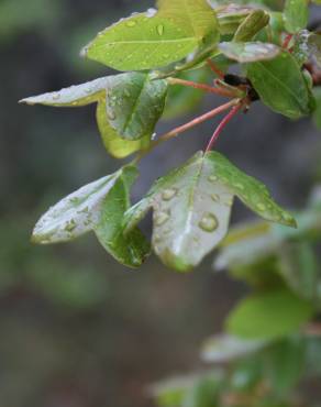 Fotografia 11 da espécie Acer monspessulanum no Jardim Botânico UTAD