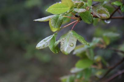 Fotografia da espécie Acer monspessulanum