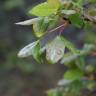Fotografia 11 da espécie Acer monspessulanum do Jardim Botânico UTAD
