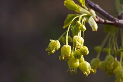 Fotografia da espécie Acer monspessulanum