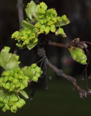 Fotografia 13 da espécie Acer monspessulanum no Jardim Botânico UTAD