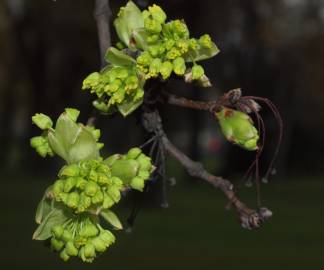 Fotografia da espécie Acer monspessulanum