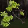 Fotografia 13 da espécie Acer monspessulanum do Jardim Botânico UTAD