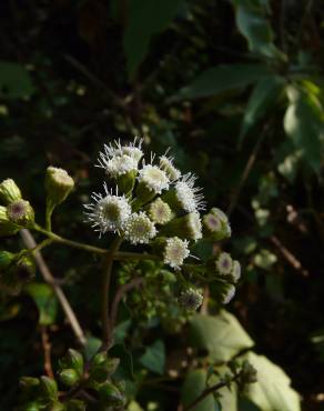 Fotografia 9 da espécie Ageratina adenophora no Jardim Botânico UTAD