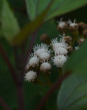 Fotografia 10 da espécie Ageratina adenophora no Jardim Botânico UTAD