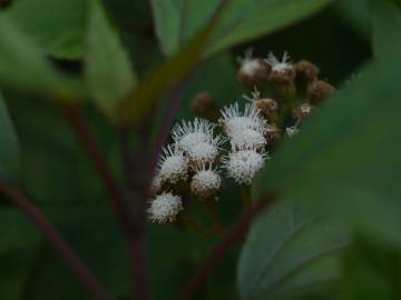 Fotografia da espécie Ageratina adenophora