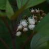 Fotografia 10 da espécie Ageratina adenophora do Jardim Botânico UTAD