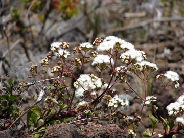 Fotografia da espécie Ageratina adenophora