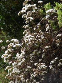 Fotografia da espécie Ageratina adenophora