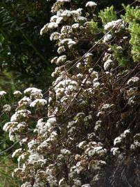 Fotografia da espécie Ageratina adenophora