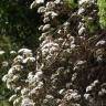 Fotografia 12 da espécie Ageratina adenophora do Jardim Botânico UTAD