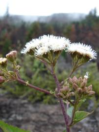 Fotografia da espécie Ageratina adenophora