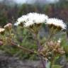 Fotografia 13 da espécie Ageratina adenophora do Jardim Botânico UTAD