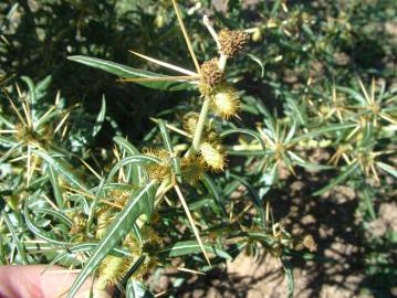 Fotografia da espécie Xanthium spinosum