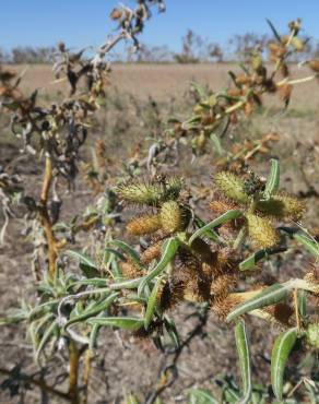 Fotografia 6 da espécie Xanthium spinosum no Jardim Botânico UTAD