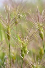 Fotografia da espécie Aegilops geniculata