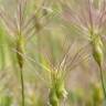 Fotografia 8 da espécie Aegilops geniculata do Jardim Botânico UTAD