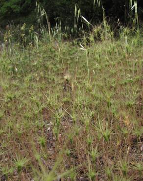 Fotografia 9 da espécie Aegilops geniculata no Jardim Botânico UTAD