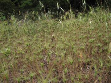 Fotografia da espécie Aegilops geniculata