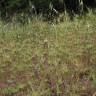 Fotografia 9 da espécie Aegilops geniculata do Jardim Botânico UTAD