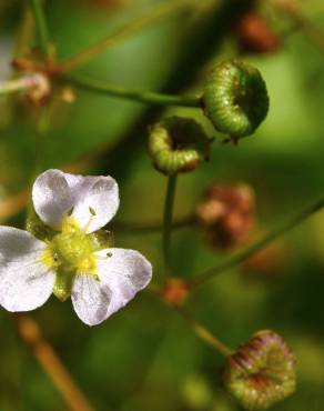 Fotografia 7 da espécie Alisma lanceolatum no Jardim Botânico UTAD