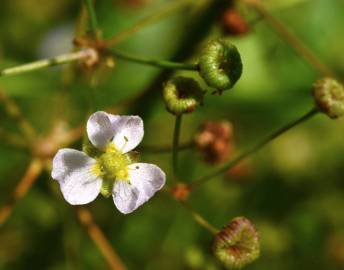 Fotografia da espécie Alisma lanceolatum