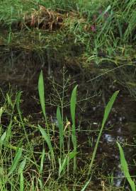 Fotografia da espécie Alisma lanceolatum