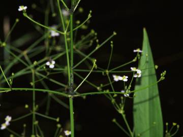 Fotografia da espécie Alisma lanceolatum