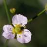 Fotografia 10 da espécie Alisma lanceolatum do Jardim Botânico UTAD