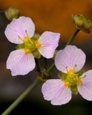 Fotografia da espécie Alisma lanceolatum