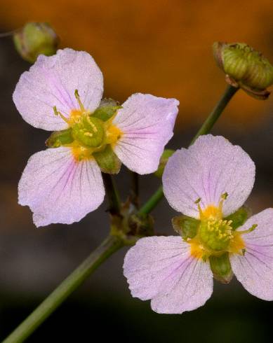 Fotografia de capa Alisma lanceolatum - do Jardim Botânico