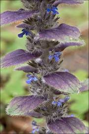 Fotografia da espécie Ajuga pyramidalis subesp. meonantha