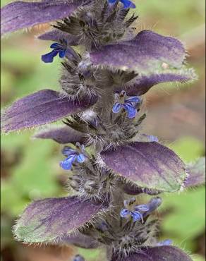 Fotografia 4 da espécie Ajuga pyramidalis subesp. meonantha no Jardim Botânico UTAD