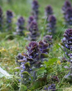 Fotografia 1 da espécie Ajuga pyramidalis subesp. meonantha no Jardim Botânico UTAD