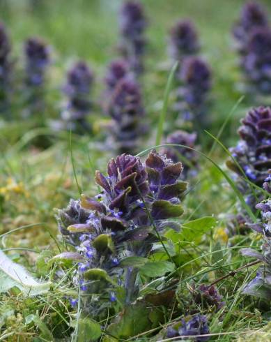 Fotografia de capa Ajuga pyramidalis subesp. meonantha - do Jardim Botânico