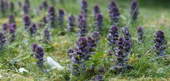 Fotografia da espécie Ajuga pyramidalis subesp. meonantha