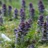 Fotografia 1 da espécie Ajuga pyramidalis subesp. meonantha do Jardim Botânico UTAD