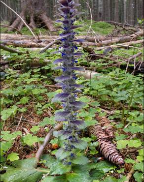 Fotografia 5 da espécie Ajuga pyramidalis subesp. meonantha no Jardim Botânico UTAD