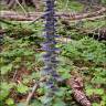 Fotografia 5 da espécie Ajuga pyramidalis subesp. meonantha do Jardim Botânico UTAD