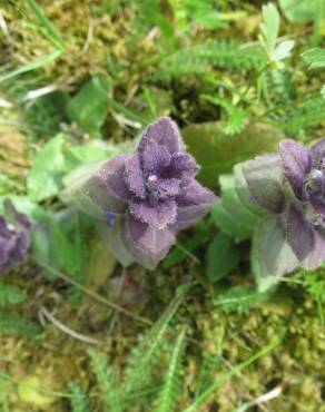 Fotografia 6 da espécie Ajuga pyramidalis subesp. meonantha no Jardim Botânico UTAD