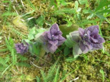 Fotografia da espécie Ajuga pyramidalis subesp. meonantha